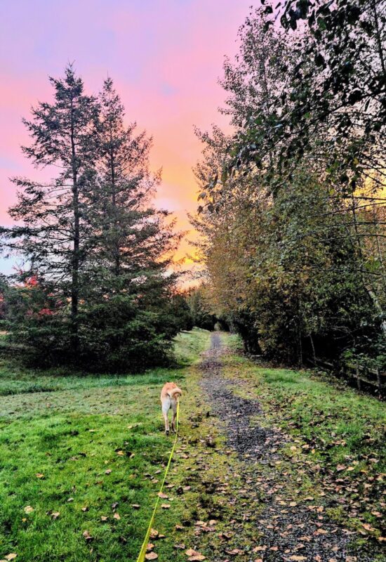 Yellow Labrador walking along a wooded trail during an early fall sunrise.