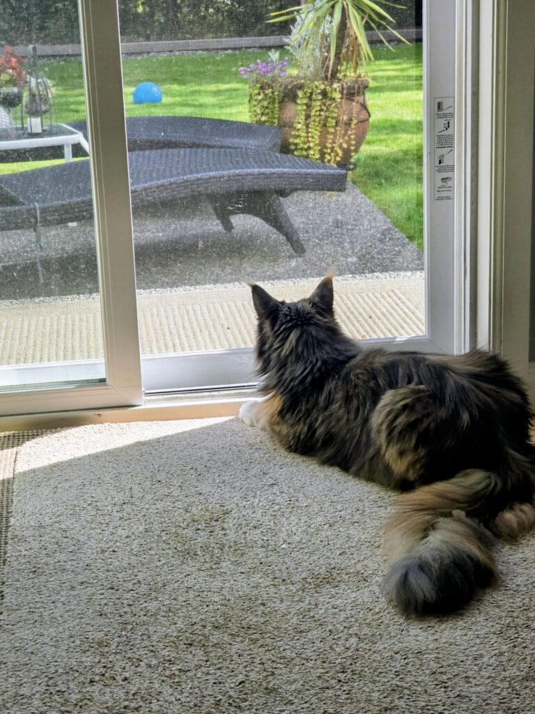 Indoor Maine Coon cat enjoying fresh air by a screened door as part of her fall cat care routine.