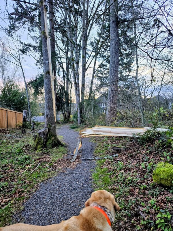 Fallen tree blocking a wooded trail after fall weather.