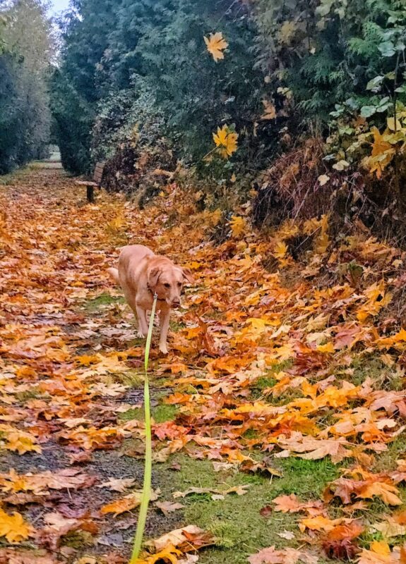 Yellow Labrador walking on a leaf-covered trail during a fall walk.