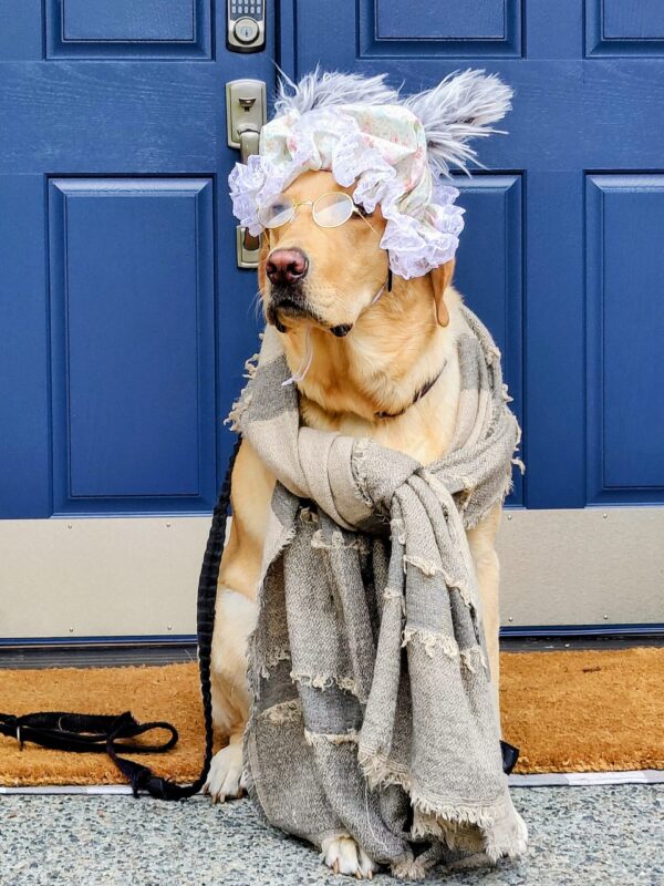Yellow Labrador dressed as the Grandma Wolf from Little Red Riding Hood for Halloween.