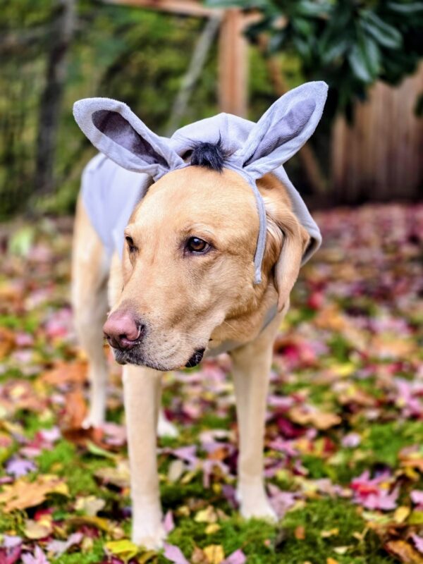 Yellow Labrador wearing Donkey ears for a Shrek-inspired Halloween costume.