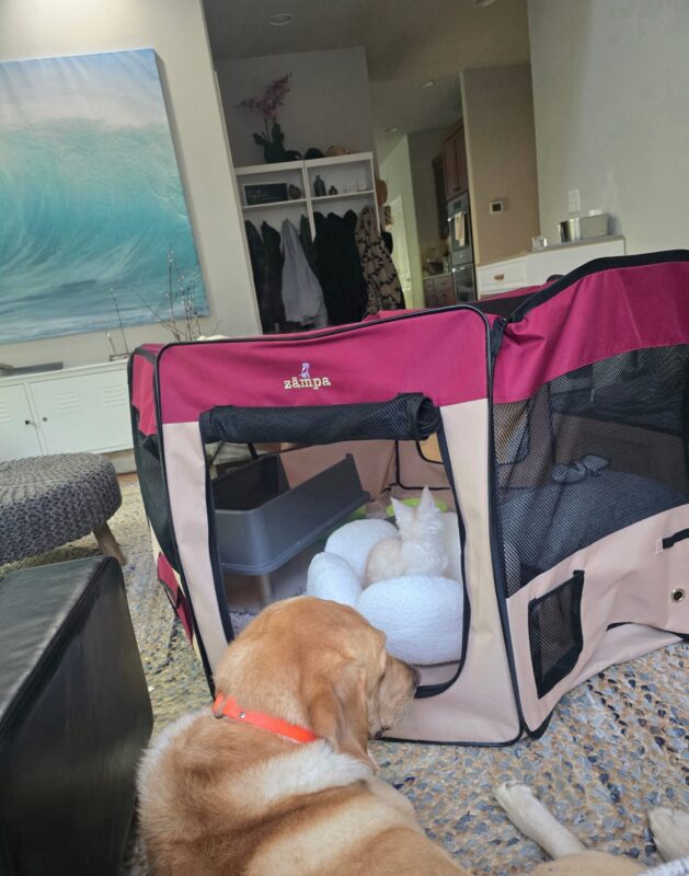 Luna resting in a familiar portable playpen with Boomer nearby after traveling with pets