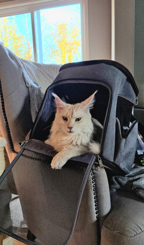 Luna, a white Maine Coon, relaxing inside her soft-sided carrier before traveling by car