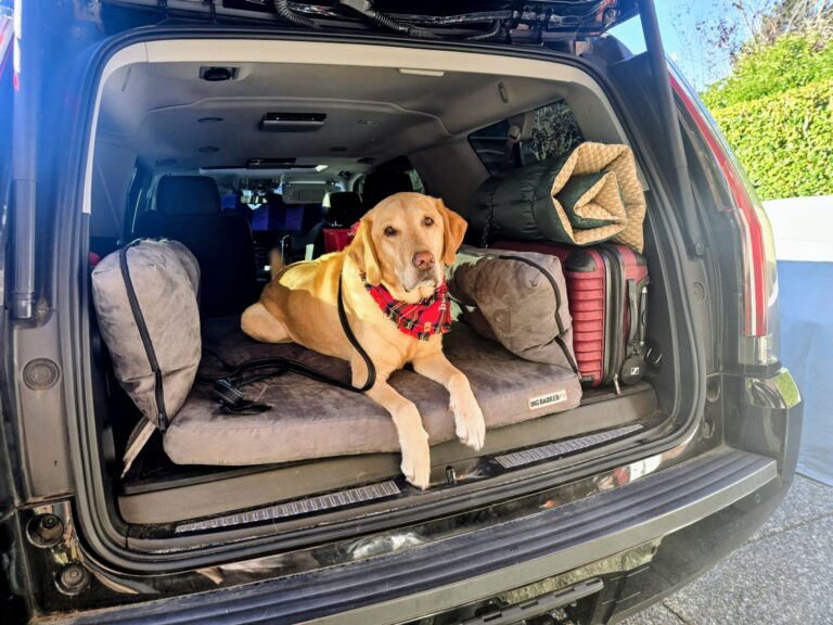 Boomer, a yellow Lab, sitting with luggage in the back of an SUV before a holiday road trip with pets