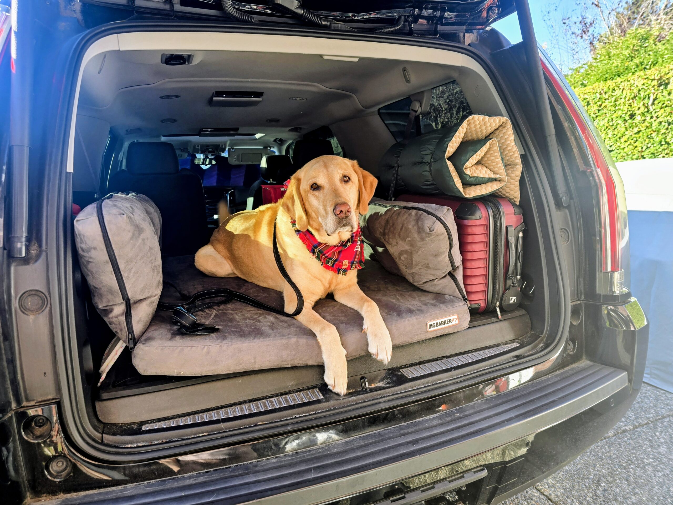 Boomer, a yellow Lab, sitting with luggage in the back of an SUV before a holiday road trip with pets