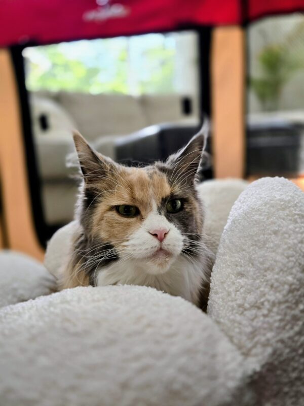Maine Coon cat resting on a soft bed inside her travel playpen during a road trip